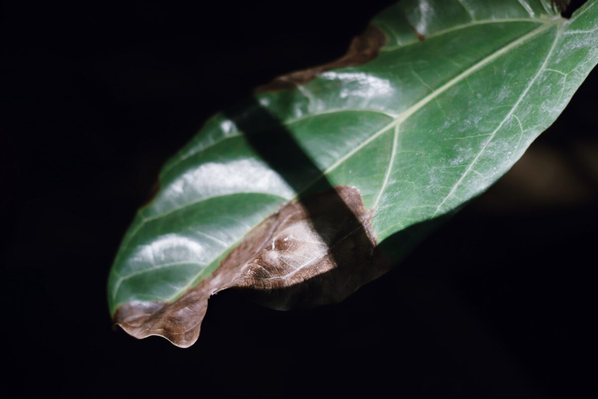 Preventing Root Rot in your Fiddle Leaf Fig Tree - Cottage Living and Style