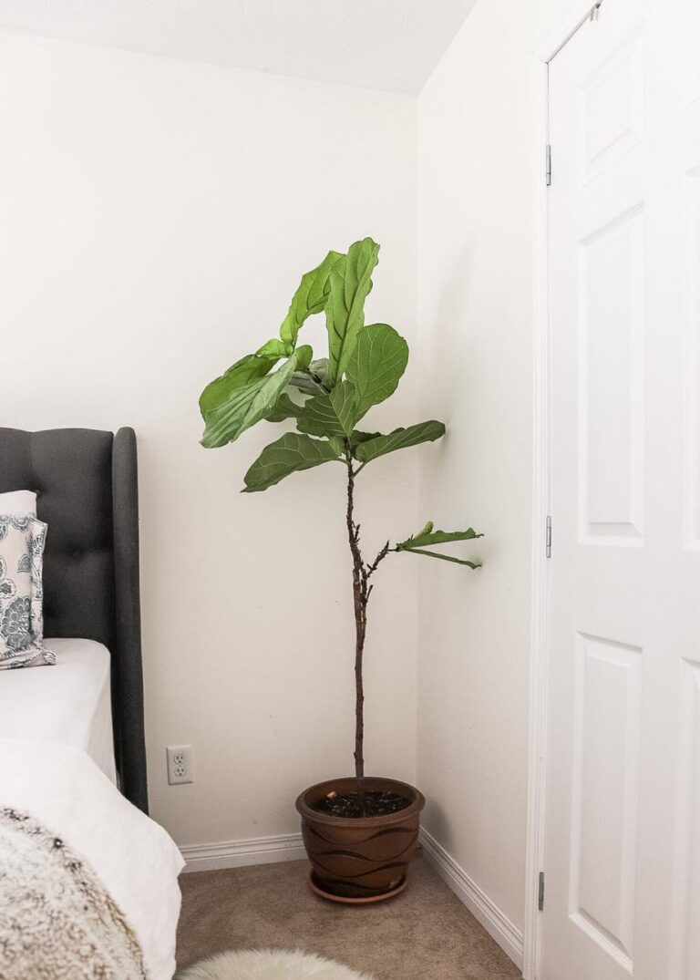 Preventing Root Rot in your Fiddle Leaf Fig Tree