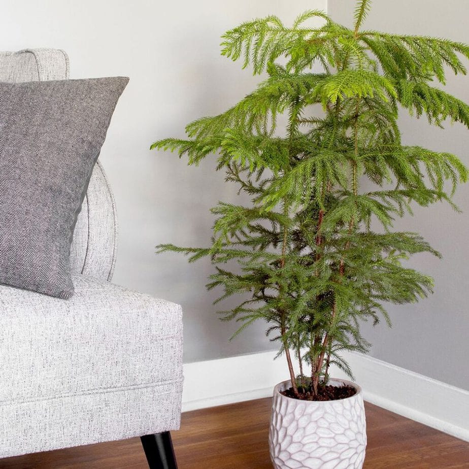 Norfolk Island Pine is a Popular Tropical Indoor Plant