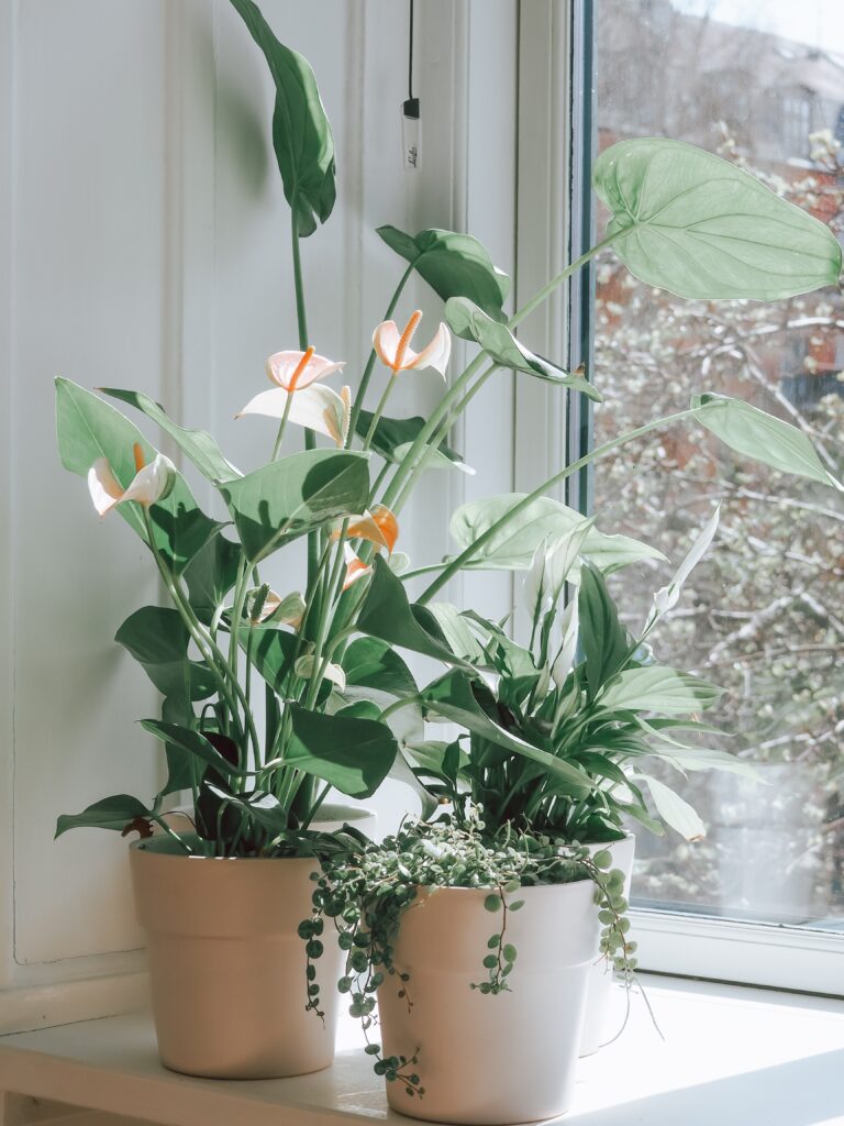 tall house plants low light