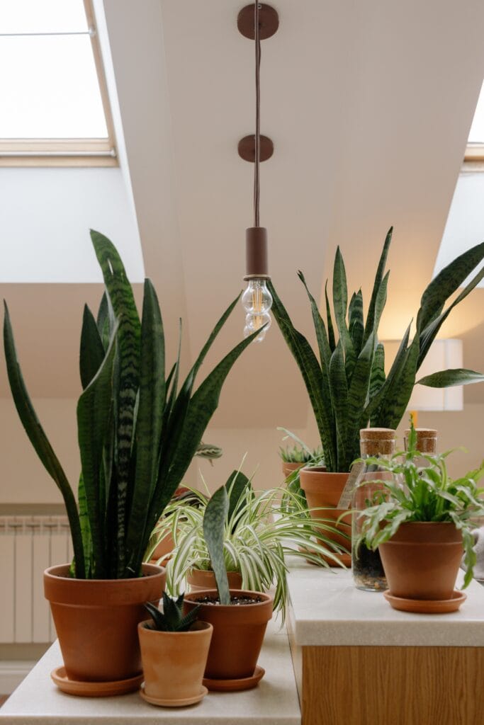 Indoor tropical Plants