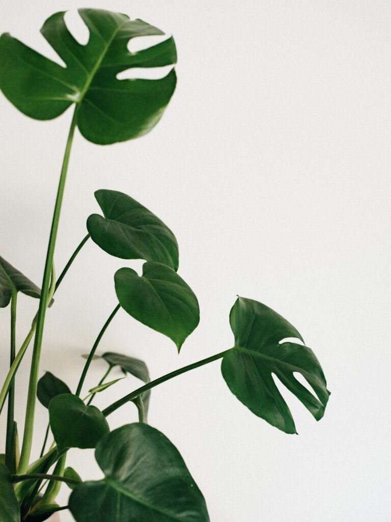 Indoor tropical Plants