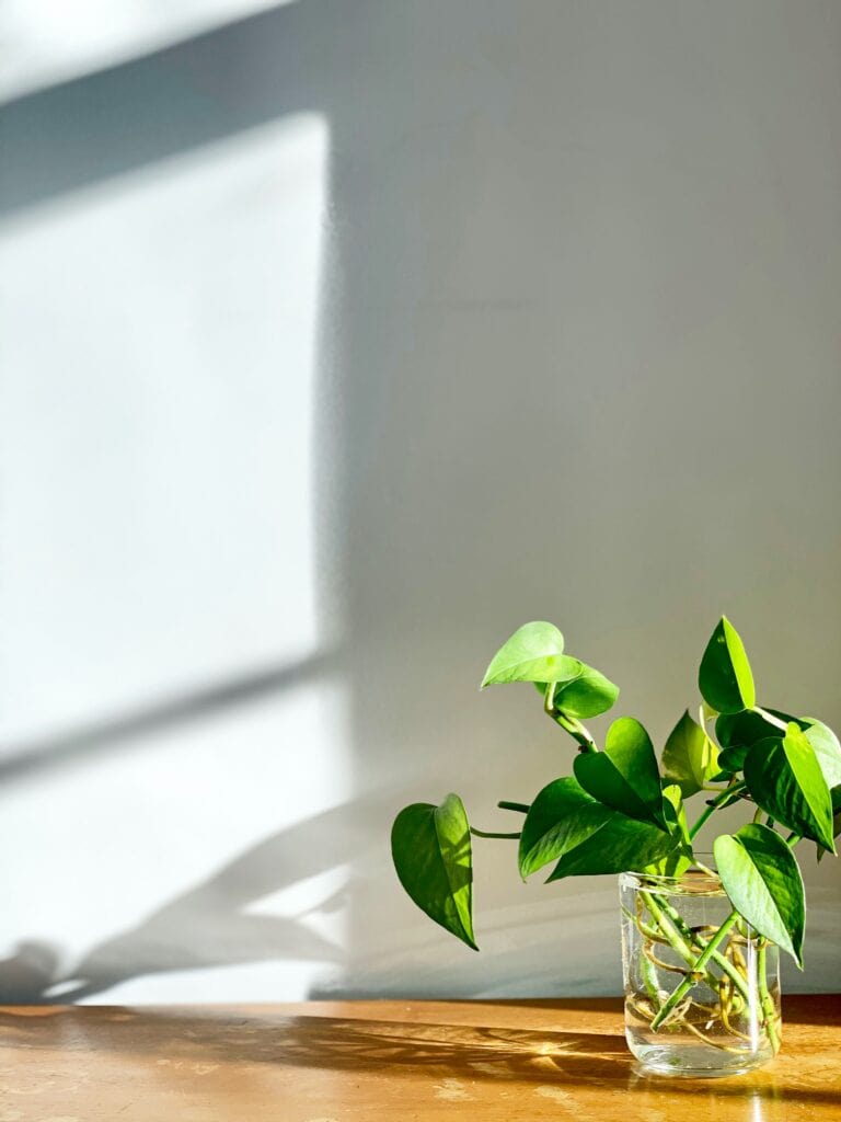 Pothos Tropical Plants