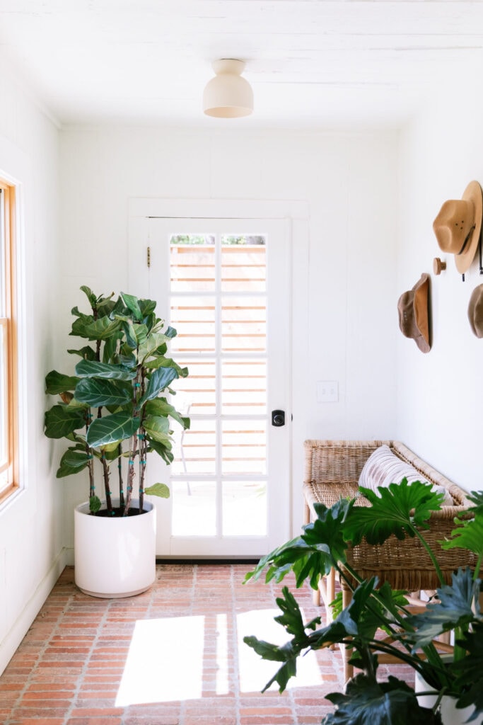 fiddle leaf fig in low light