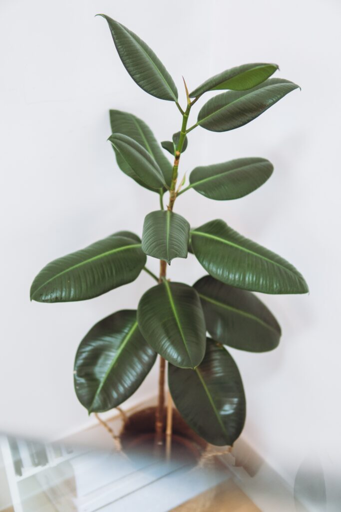 best large house plants low light