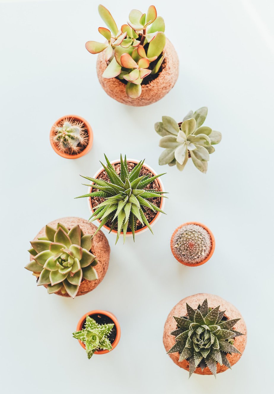 Succulent 101 – Dormancy and Everything Else You Need to Know