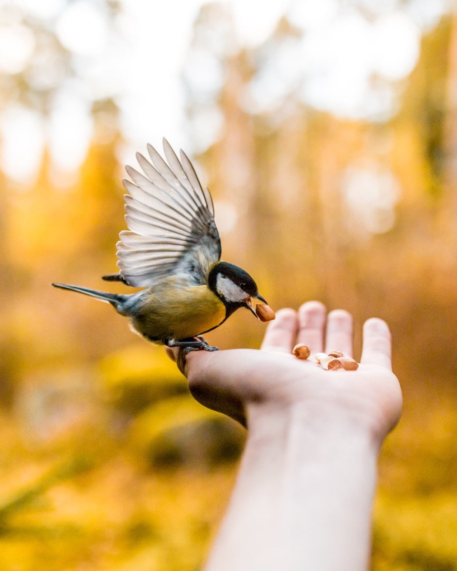 Storing Birdseed: Three Easy Ways - Birdseed & Binoculars